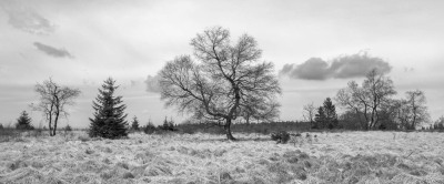 Hohes Veen Eifel
