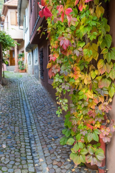 Herbst Ribeauville