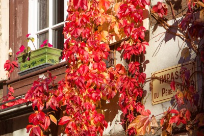 Rot Ribeauville