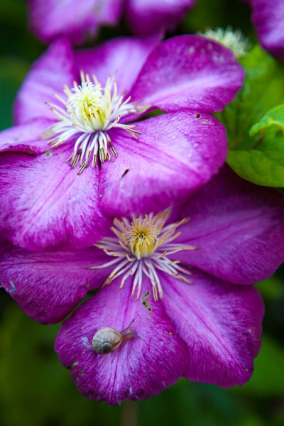 Clematis