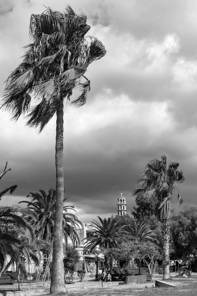 Palme
