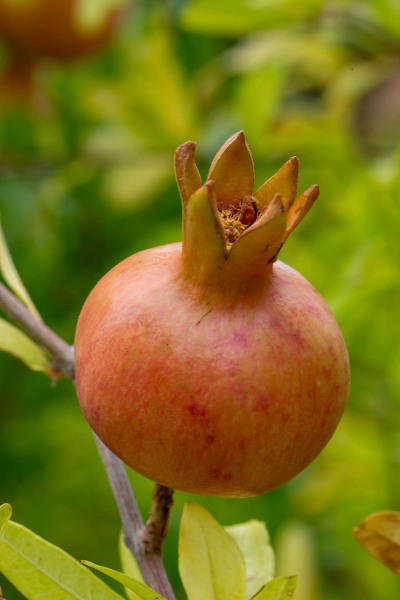 Granatapfel