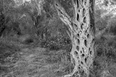 Olive Tree