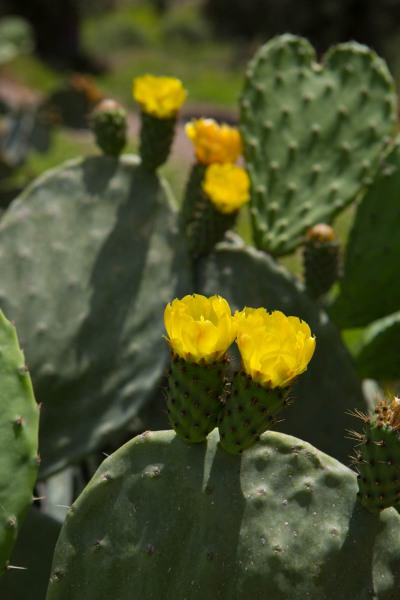 Kaktus