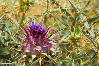 Distel