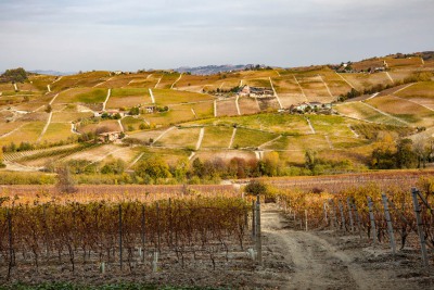 Weinbau