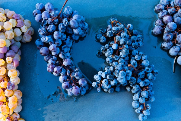Amarone