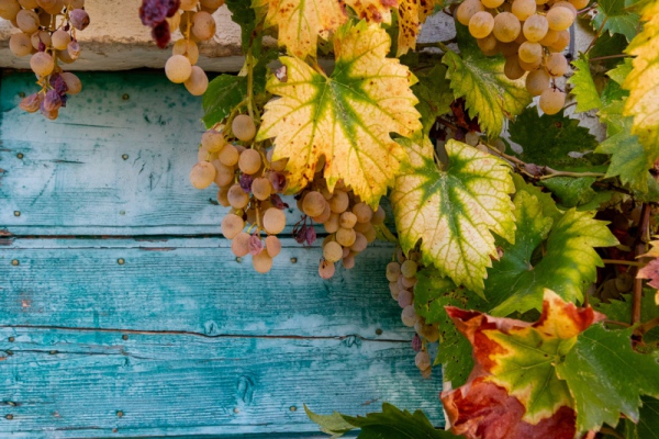 Weingut