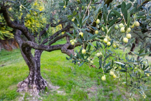Baum des Lebens