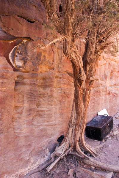 Alter Baum