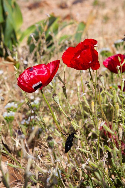 Roter Mohn