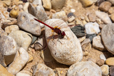 Libelle