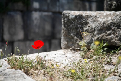 Mohn in Umm Qais