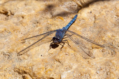 Libelle