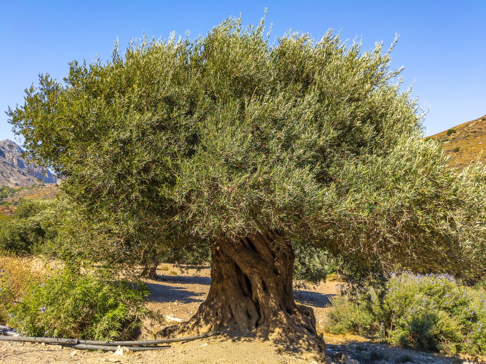 Oliv Tree