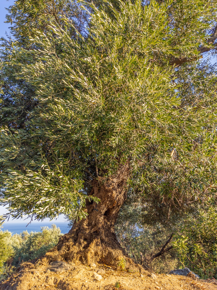 Oliv Tree