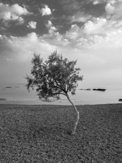 Tamariske