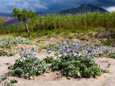 Stranddistel