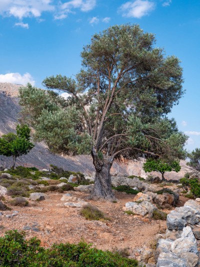 Olivenbaum
