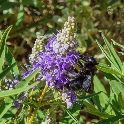 Black Bee