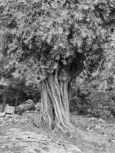 Old Tree