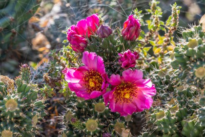 Blüten