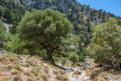 Imbros Schlucht