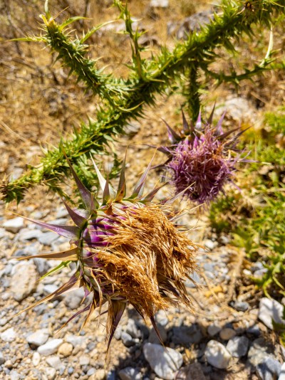 Alte Distel