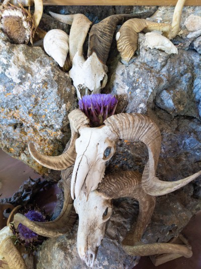 Skeleton