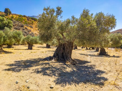 Oliv Tree