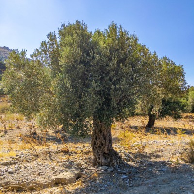Oliv Tree