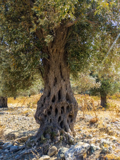 Oliv Tree