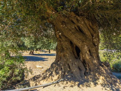 Oliv Tree
