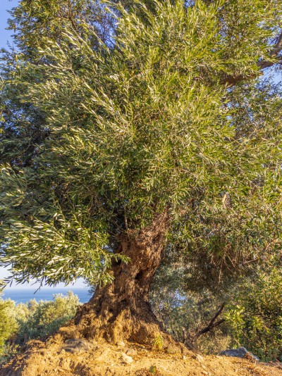 Oliv Tree