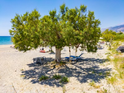 Alte Tamariske
