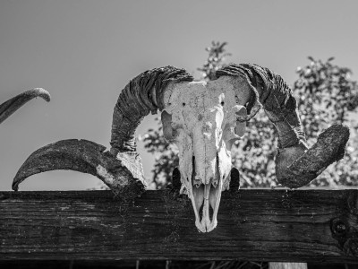 Skull
