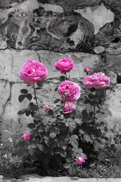Rosen