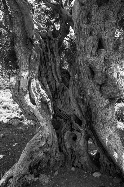 Old Tree