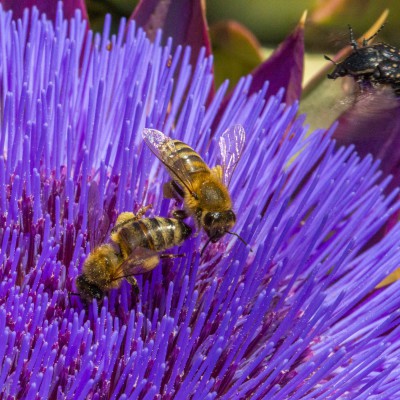 Riesendistel