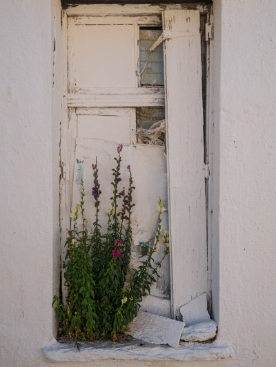 Blumenfenster
