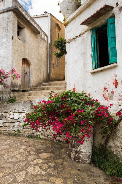 Bougainvillea Kreta