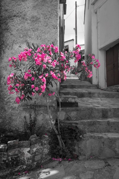 Oleander Kreta