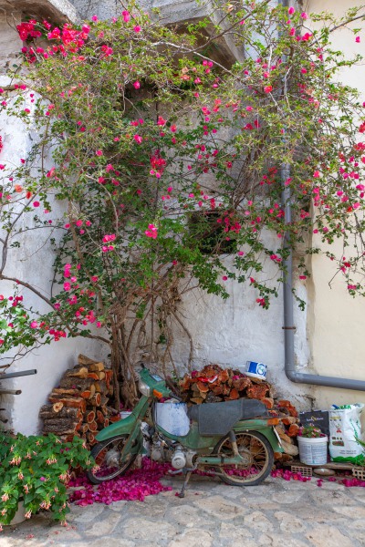 Bougainvillea