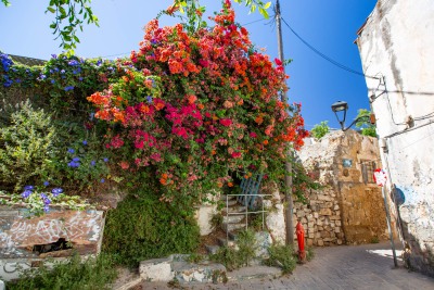 Blumen Chania