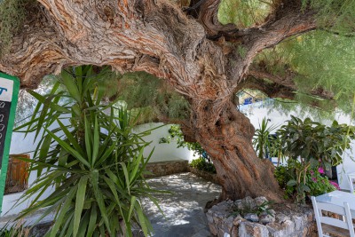 Alte Tamariske