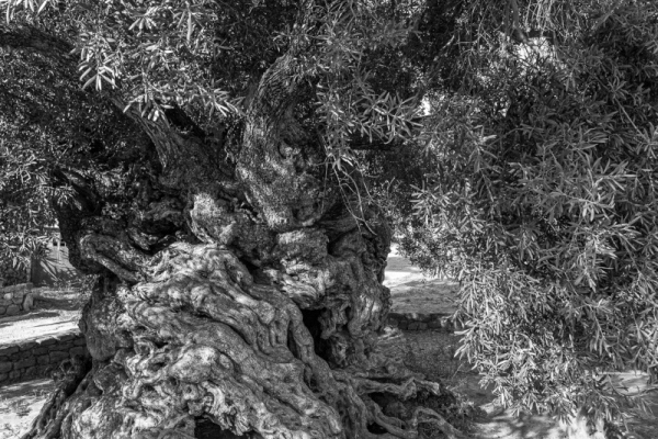 2000 Jahre Olivenbaum