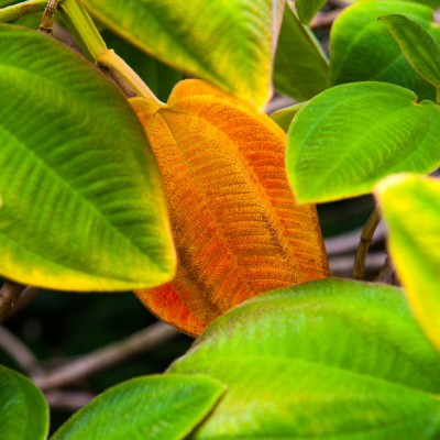 Das Blatt