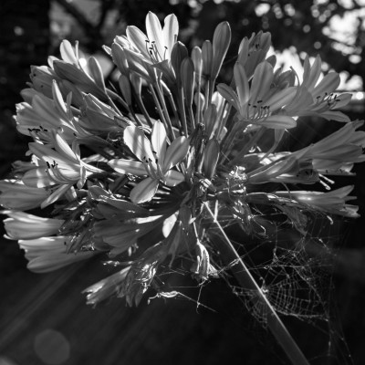 Nationalblume