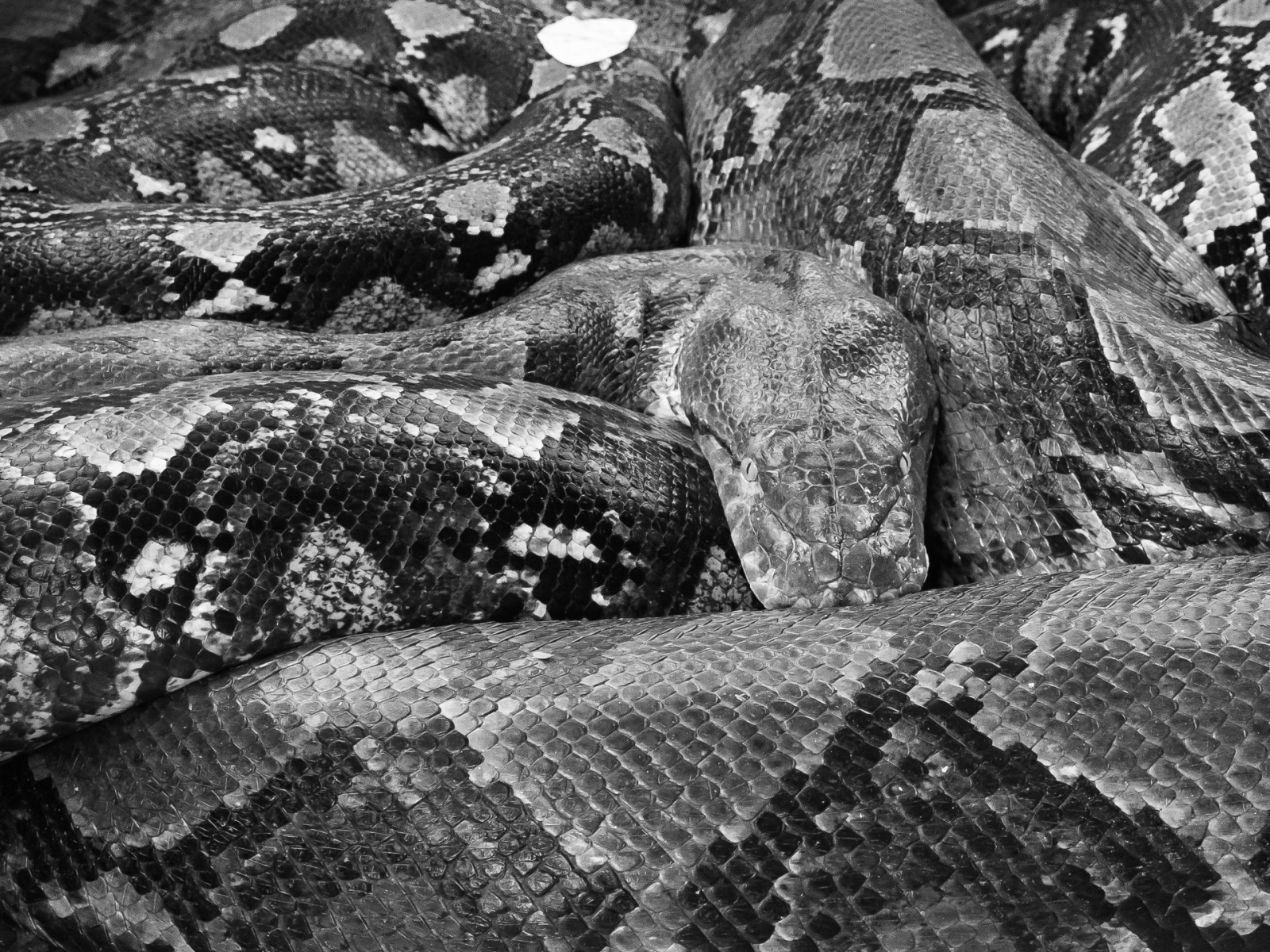 Python Snake Tempel