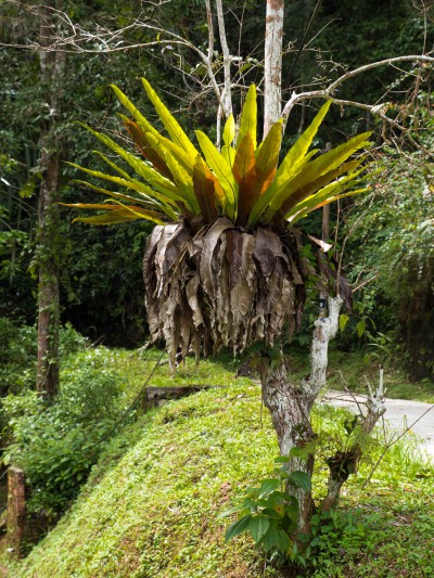 Palme